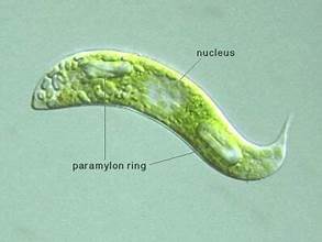 Euglena gaumei